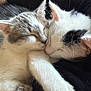 cat, kitten, sleeping, snuggling, cute, feline, pet, fur, whiskers, closeup, domestic_animal, adorable, friendship, resting, companion, animal, soft, cute_face, cuddling, peaceful