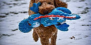 Copper joined the competition — help win amazing prizes! dog, curly_hair, toy, blue_toy, snow, snowfall, playful, running, outdoor, winter, grass, pet, canine, active, fun, animal, nature, daytime, cold, fur