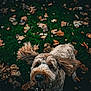 Copper is registered to the contest to win money with this photo: dog, grass, leaves, autumn, outdoor, pet, animal, playful, ears, fur, nature, park, brown, cute, happy, canine, daylight, mammal, tongue, energetic