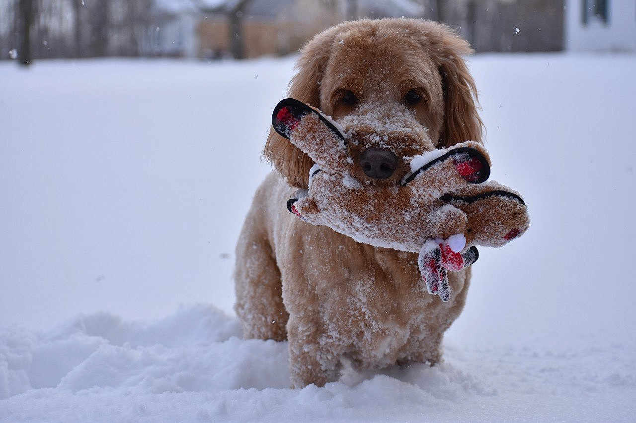 Copper joined the competition — help win amazing prizes! dog, snow, toy, plush, winter, outdoor, animal, pet, cute, fluffy, brown, playful, snowy, canine, nature, cold, fur, season, mammal, background