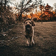 Copper is registered to the contest to win money with this photo: dog, running, outdoor, autumn, cornfield, trees, grass, sunset, happy, canine, nature, brown, field, leafless_trees, animal, pet, motion, daylight, playful, landscape