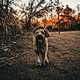 dog, running, outdoor, autumn, cornfield, trees, grass, sunset, happy, canine, nature, brown, field, leafless_trees, animal, pet, motion, daylight, playful, landscape