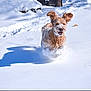 Copper is registered to the contest to win money with this photo: dog, snow, running, outdoor, happy, fluffy, winter, animal, playful, ears, motion, white, cold, daylight, nature, pet, fur, joy, active, fun