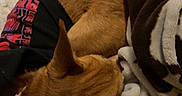 Jojo is registered to the contest to win money with this photo: animal, black_shirt, blanket, brown, close_up, collar, comfort, cozy, dog, ears, fur, game_controller, indoors, pet, red_text, resting, sleeping, small_dog, soft, warm