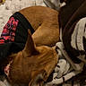 animal, black_shirt, blanket, brown, close_up, collar, comfort, cozy, dog, ears, fur, game_controller, indoors, pet, red_text, resting, sleeping, small_dog, soft, warm
