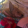 Jojo is registered to the contest to win money with this photo: bandages, blanket, brown_dog, carpet, casual, collar, dog, ear, floral_pattern, human_leg, indoor, leg, paw_print_collar, pet, resting, scissors, sleeping, soft_lighting, tattoo, tripod_leg