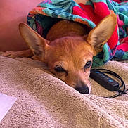 Jojo joined the competition — help win amazing prizes! animal, blanket, brown_dog, cable, casual, clothing, colorful_blanket, comfort, cozy, dog, indoor, person_partial, pet, relaxed, remote_control, resting, sleepy, small_dog, soft_texture, towel