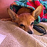 animal, blanket, brown_dog, cable, casual, clothing, colorful_blanket, comfort, cozy, dog, indoor, person_partial, pet, relaxed, remote_control, resting, sleepy, small_dog, soft_texture, towel