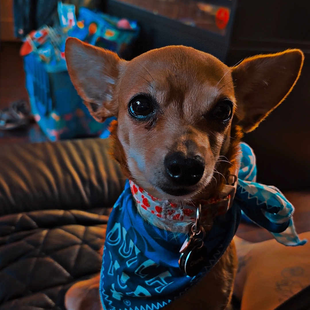 Jojo joined the competition — help win amazing prizes! animal, bandana, brown_dog, close_up, collar, companion, cozy, curious, cute, dim_lighting, dog, ears_up, furniture, household, indoor, leather_surface, looking_at_camera, pet, sitting, small_dog