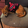 Jojo joined the competition — help win amazing prizes! animal, brown_dog, canine, chair, companion, cozy, cushion, cute, dog, domestic, emotional_support, furniture, harness, outdoor, pet, relaxed, resting, sleepy, small_dog, wooden_deck