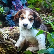 Mollie is registered to the contest to win money with this photo: puppy, dog, brown_and_white, plants, greenery, log, flowers, nature, outdoor, young_dog, fur, pet, animal, leaf, branch, cute, sitting, looking, small, closeup