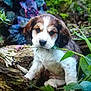puppy, dog, brown_and_white, plants, greenery, log, flowers, nature, outdoor, young_dog, fur, pet, animal, leaf, branch, cute, sitting, looking, small, closeup