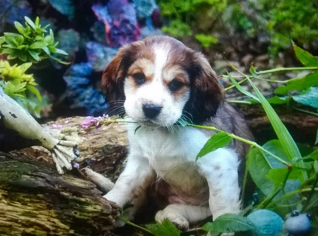 Mollie is registered to the contest to win money with this photo: puppy, dog, brown_and_white, plants, greenery, log, flowers, nature, outdoor, young_dog, fur, pet, animal, leaf, branch, cute, sitting, looking, small, closeup