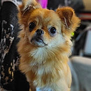 Horchata is registered to the contest to win money with this photo: dog, pet, fluffy, cute, animal, indoor, portrait, brown_fur, small_dog, face, ears, eyes, furry, domestic_animal, companion, canine, closeup, mammal, adorable, curious