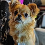 dog, pet, fluffy, cute, animal, indoor, portrait, brown_fur, small_dog, face, ears, eyes, furry, domestic_animal, companion, canine, closeup, mammal, adorable, curious