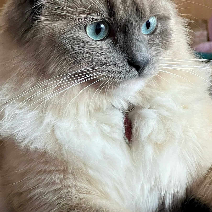 Wanda a rejoint le concours — aidez-le/la à gagner de superbes lots ! animal, blue_eyes, calm, cat, close_up, cute, domestic_cat, feline, fluffy, focused, fur, indoor, laying_down, mammal, paw, pet, portrait, relaxed, soft, whiskers