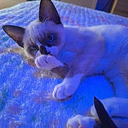 Bella a rejoint le concours — aidez-le/la à gagner de superbes lots ! cat, cats, kitten, sleeping, lying_down, blue_lighting, blanket, bed, indoor, home, portrait, close_up, whiskers, ears, paws, fur, siamese_cat, relaxed, pet, nightclub_lighting