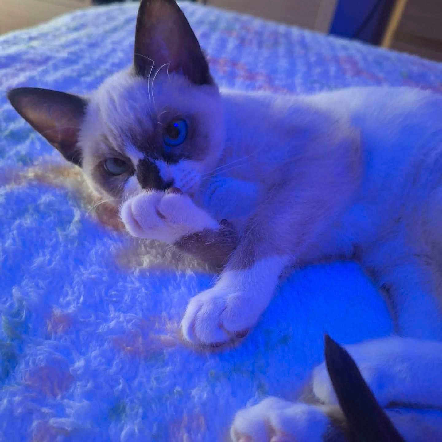 Bella a rejoint le concours — aidez-le/la à gagner de superbes lots ! cat, cats, kitten, sleeping, lying_down, blue_lighting, blanket, bed, indoor, home, portrait, close_up, whiskers, ears, paws, fur, siamese_cat, relaxed, pet, nightclub_lighting