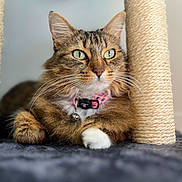 Ambre joined the competition — help win amazing prizes! cat, tabby, pet, animal, feline, collar, scratching_post, fur, whiskers, paw, indoor, closeup, relaxed, green_eyes, sitting, cute, domestic, animal_portrait, texture, focus