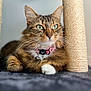cat, tabby, pet, animal, feline, collar, scratching_post, fur, whiskers, paw, indoor, closeup, relaxed, green_eyes, sitting, cute, domestic, animal_portrait, texture, focus