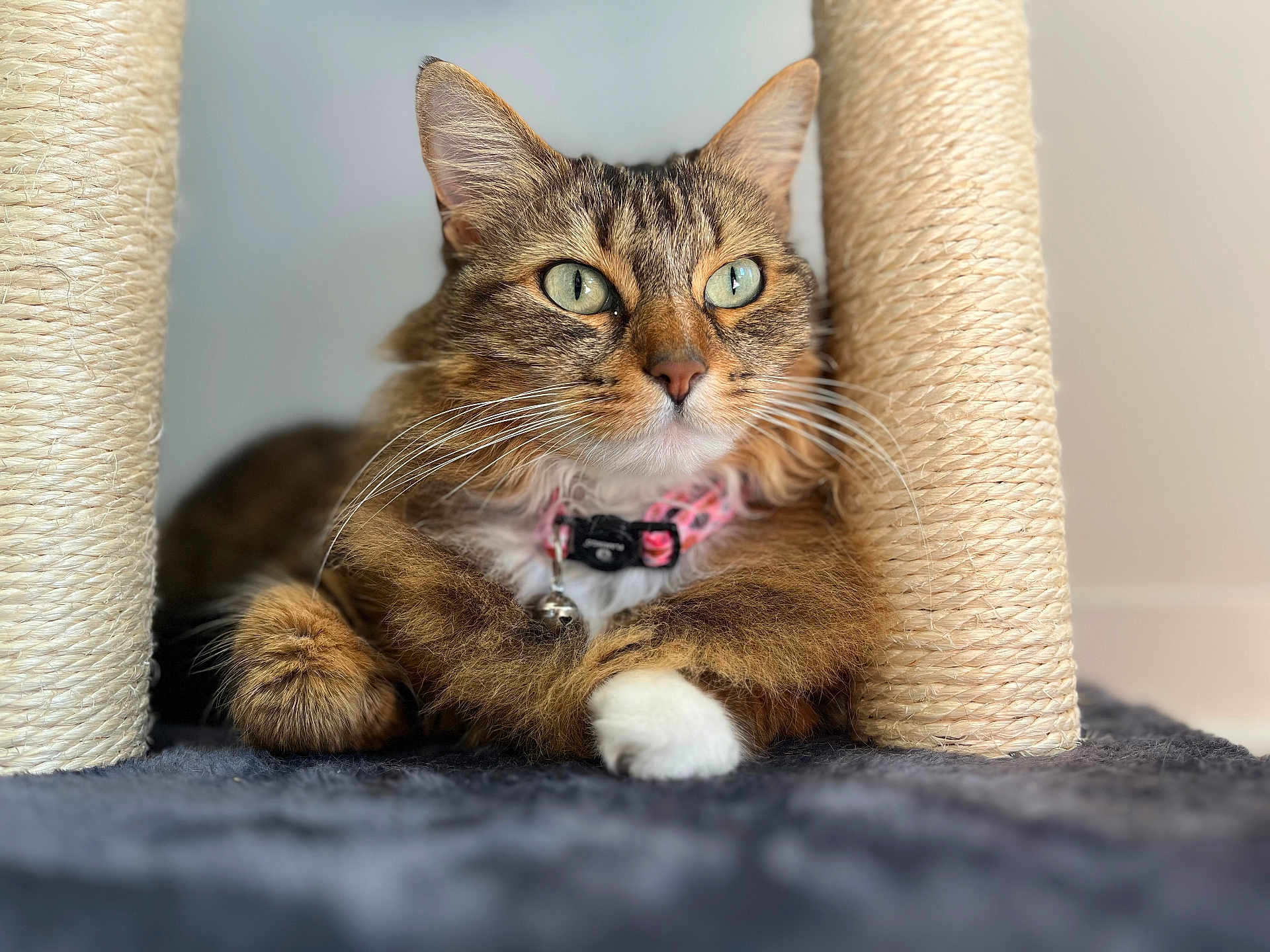 Ambre joined the competition — help win amazing prizes! cat, tabby, pet, animal, feline, collar, scratching_post, fur, whiskers, paw, indoor, closeup, relaxed, green_eyes, sitting, cute, domestic, animal_portrait, texture, focus
