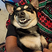 Pochyy joined the competition — help win amazing prizes! blanket, close_up, cozy, cute, dog, ears, eyes, festive_pattern, floor, fur, green, human_hand, indoor, lap, nose, pet, red, relaxed, smile, teeth