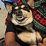 blanket, close_up, cozy, cute, dog, ears, eyes, festive_pattern, floor, fur, green, human_hand, indoor, lap, nose, pet, red, relaxed, smile, teeth