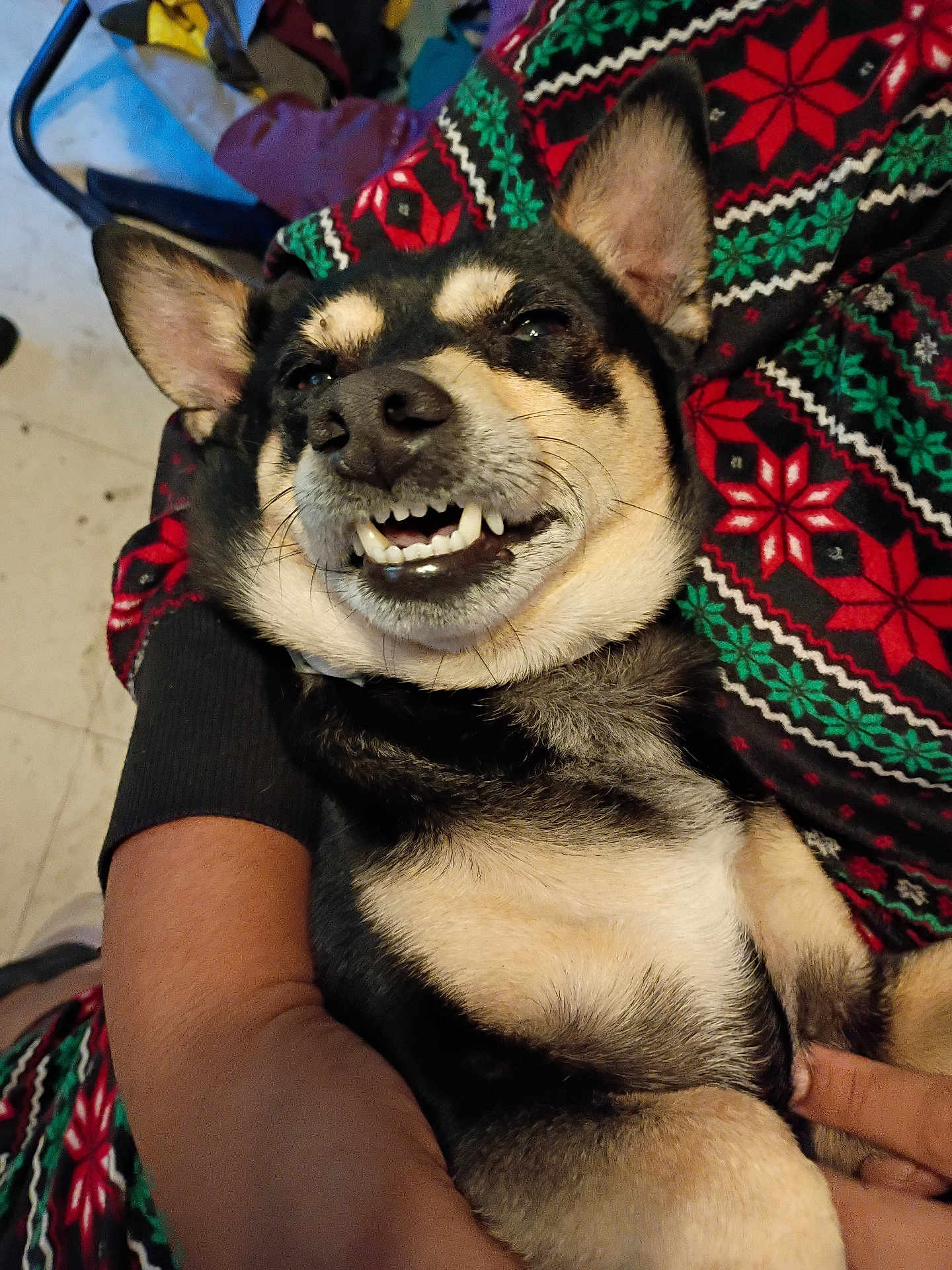 Pochyy joined the competition — help win amazing prizes! blanket, close_up, cozy, cute, dog, ears, eyes, festive_pattern, floor, fur, green, human_hand, indoor, lap, nose, pet, red, relaxed, smile, teeth