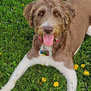 Hazel is registered to the contest to win money with this photo: animal, brown_fur, canine, closeup, collar, dandelion, dog, flower, fur, grass, happy, lying_down, nature, outdoor, paw, pet, playful, summer, tongue_out, white_fur