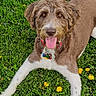 animal, brown_fur, canine, closeup, collar, dandelion, dog, flower, fur, grass, happy, lying_down, nature, outdoor, paw, pet, playful, summer, tongue_out, white_fur