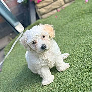Misty joined the competition — help win amazing prizes! puppy, dog, white_dog, curious, grass, outdoor, pet, fluffy, cute, animal, sitting, head_tilt, young_dog, adorable, nature, garden, flower, stone_wall, sunlight, fur