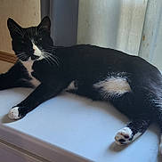 Tex joined the competition — help win amazing prizes! cat, black_and_white, lying_down, indoor, window, natural_light, relaxed, feline, animal, pet, fur, whiskers, tail, paw, surface, home, curtain, sunlight, resting, domestic