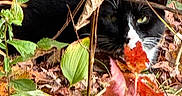 Tex is registered to the contest to win money with this photo: cat, black_and_white_cat, animal, pet, outdoor, autumn, leaves, twigs, camouflage, nature, forest_floor, green_leaves, brown_leaves, plant, wildlife, close_up, eye, whiskers, feline, hidden