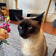 Billy a rejoint le concours — aidez-le/la à gagner de superbes lots ! cat, siamese_cat, pet, animal, indoors, rug, vase, lego_flowers, flower_arrangement, wooden_floor, furniture, chair, table, whiskers, blue_eyes, domestic_cat, closeup, portrait, curious, houseplant