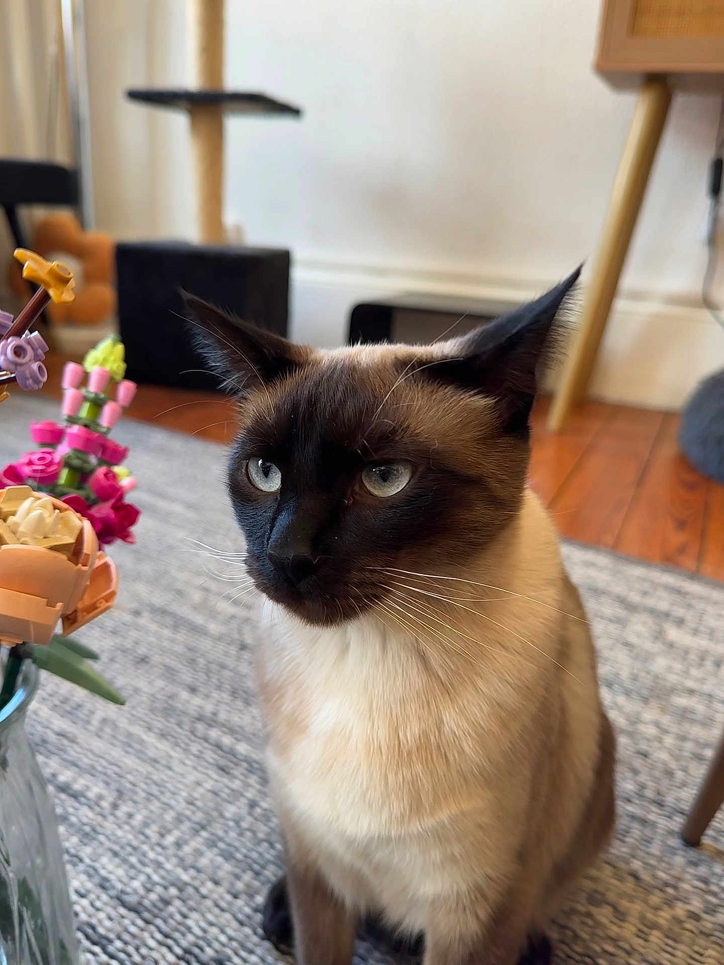 Billy a rejoint le concours — aidez-le/la à gagner de superbes lots ! cat, siamese_cat, pet, animal, indoors, rug, vase, lego_flowers, flower_arrangement, wooden_floor, furniture, chair, table, whiskers, blue_eyes, domestic_cat, closeup, portrait, curious, houseplant