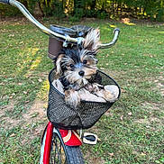 Taka joined the competition — help win amazing prizes! animal, basket, bicycle, black_and_tan, cute, daylight, dog, ears, fur, grass, handlebars, nature, outdoor, pet, portrait, puppy, small_dog, towel, trees, wheel