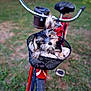 Taka joined the competition — help win amazing prizes! puppy, dog, bicycle, basket, towel, outdoor, grass, pet, animal, cute, small_dog, fur, ears, black_and_tan, red_bicycle, playful, curious, pet_basket, wheel, handlebar