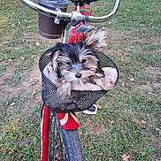Taka is registered to the contest to win money with this photo: puppy, dog, bicycle, basket, towel, grass, leaves, outdoor, pet, red_bicycle, wheel, handlebars, seat, canine, cute, young_dog, fur, animal, one_animal, resting