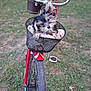 Taka joined the competition — help win amazing prizes! puppy, dog, bicycle, basket, towel, outdoor, grass, pet, cute, animal, handlebars, wheel, red_bicycle, black_and_tan, fur, small_dog, pet_basket, playful, curious, canine