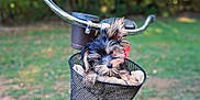 Taka is registered to the contest to win money with this photo: puppy, dog, bicycle, basket, towel, outdoor, greenery, blurred_background, pet, cute, animal, young_dog, handlebars, red_bicycle, fur, small_dog, nature, park, daylight, portrait