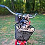 puppy, dog, bicycle, basket, towel, outdoor, greenery, blurred_background, pet, cute, animal, young_dog, handlebars, red_bicycle, fur, small_dog, nature, park, daylight, portrait