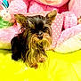 dog, small_dog, toy, stuffed_animal, pink, yellow, fur, ears, pet, cute, indoor, soft_toy, animal, fluffy, background, sitting, mammal, playful, colorful, closeup