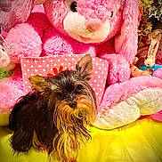 Baby Kisses is registered to the contest to win money with this photo: dog, small_dog, toy, stuffed_animal, pink_bunny, cushion, yellow_blanket, indoor, cute, pet, fur, ears, decor, flower_pattern, soft_toy, animal, portrait, cozy, playful, companion