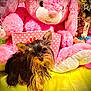dog, small_dog, toy, stuffed_animal, pink_bunny, cushion, yellow_blanket, indoor, cute, pet, fur, ears, decor, flower_pattern, soft_toy, animal, portrait, cozy, playful, companion