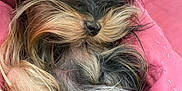 Baby Kisses joined the competition — help win amazing prizes! dog, sleeping, fluffy, fur, pink_blanket, cute, pet, small_dog, relaxed, cozy, closeup, indoors, resting, adorable, canine, napping, soft, muzzle, whiskers, curly_fur