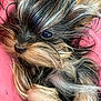 puppy, dog, yorkshire_terrier, close_up, fur, cute, pet, animal, small, fluffy, brown, black, beige, pink_background, eyes, nose, whiskers, portrait, young, adorable