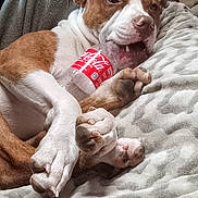 Zayden joined the competition — help win amazing prizes! dog, brown_and_white, bottle, coca_cola, blanket, indoor, pet, relaxed, paw, mouth, fur, canine, laying_down, cozy, household, comfort, animal, resting, cute, domestic
