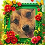 animal, bright_colors, butterfly, cheerful, close_up, dog, flower_frame, garden, green_frame, green_leaves, happy, nature, outdoor, pet, portrait, red_flower, smiling_dog, spring, sunlight, yellow_flower