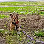 alert, animal, brown_dog, calm, closeup, collar, daylight, dirt, dog, grass, ground, harness, leash, nature, outdoor, pet, quiet, rocks, sitting, small_dog
