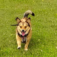 Baby Girl Mhithia is registered to the contest to win money with this photo: active, animal, ball, canine, daytime, dog, fetch, field, fun, grass, green, happy, harness, leisure, outdoor, pet, playful, running, summer, tongue_out